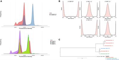 Lachancea fermentati Strains Isolated From Kombucha: Fundamental Insights, and Practical Application in Low Alcohol Beer Brewing